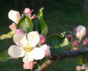 Le printemps