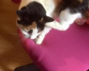 Parole de chat 2