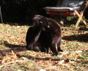 Le flair des félins