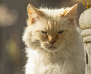 Chapitre 3/10 - A cloche-pattes