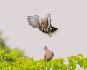 Quelques Oiseaux d'Afrique de l'Ouest
