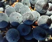 Buvons du vin rouge pour lutter contre les virus mutants