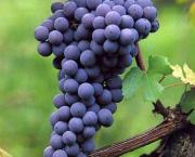 focus sur un cépage transalpin "Le nebbiolo"