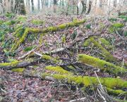 Ballade en forêt