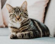 Avec le chat pour témoin
