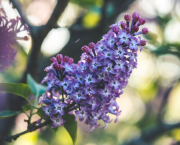 La chanson d’Alexandre.