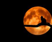 Le chat