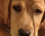 Haloha, réformée Chien guide d'aveugles