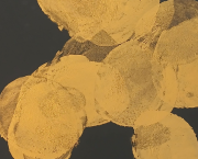 L'Étreinte du Bosquet Sacré