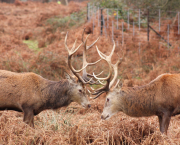 Rut - 2