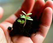 Are You Fortunate to Have A Green Thumb?