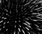 Épisode 4 : Là où ça pique