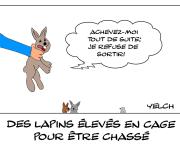 Lapins de cage et de chasse