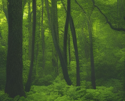 Biopesticides