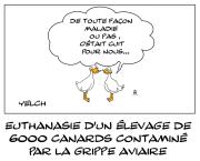Canards de toute façon foutus