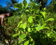 C17H21NO4  (a poem about cocaine)