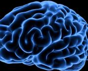 Mon cerveau, c'est mon second organe préféré !