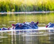 Photos d'Hippos