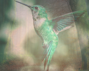 Les oiseaux