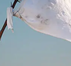 prev