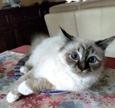 prev
