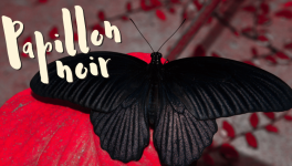 Papillon noir
