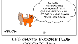les chats apprécient encore moins le déconfinement