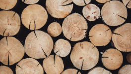 7ème Journée Internationale des forêts à Montner samedi 21 mars