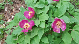 La pivoine kabyle