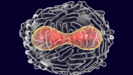 Sur la variole du singe, pustulons pour un vaccin !