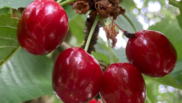 Les cerises de la joie et de l’amour