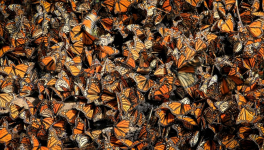 Les papillons de Camille ont disparu