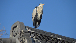Regarder le gazouillis des oiseaux devant son smartphone : la nouvelle Résistance climatique ?