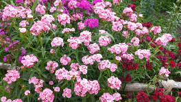 Être bienveillant envers soi