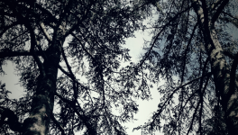 Poèmes, encore et encore, à propos de fées...