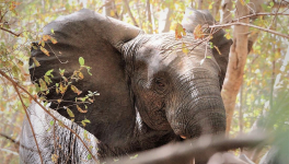 A la poursuite des éléphants