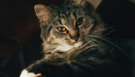 Intelligence Artificielle