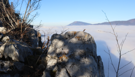 Après 59 ans ! Décodage tardif du mode de survie maternelAfter 59 Years! Late Decoding of the Maternal Survival Mode