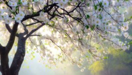 Le poème du renouveau