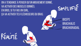 Les facteurs qui influencent ton activation musculaire