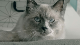 Point médian - le 8e passager