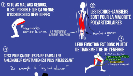 Travailler ses ischios pour protéger ses genoux