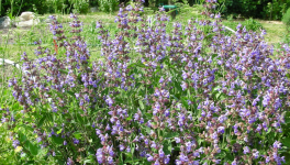 Quelque chose du printemps