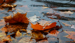 La PAL du mois de Septembre 2024