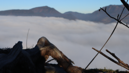 Intergenerational Trauma Transmission and the Path to Resilience