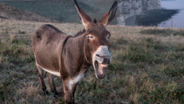 Conversation avec un petit âne gris
