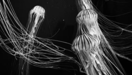 Un dernier battement