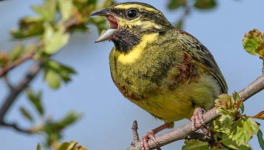 Le zizi pour les nuls !