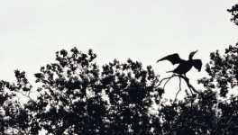 « Ici, le vent je suis. »