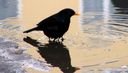 4.La volière d'un savant